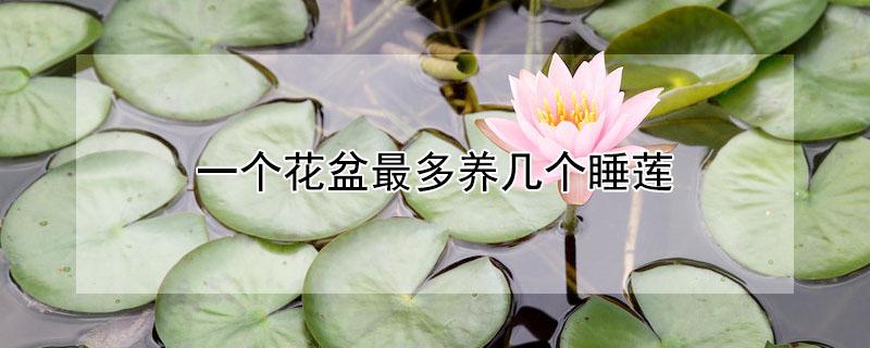 一个花盆最多养几个睡莲 一个花盆最多养几个睡莲花