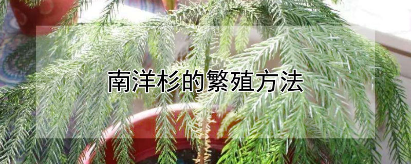 南洋杉的繁殖方法（南洋杉是吉树还是凶树）