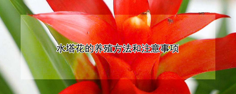 水塔花的养殖方法和注意事项 水培荷花的养殖方法和注意事项