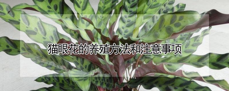 猫眼花的养殖方法和注意事项 猫眼花的养殖方法和注意事项千年竹