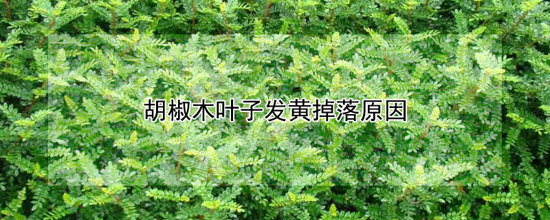 胡椒木叶子发黄掉落原因（胡椒木叶子发黄掉落原因有哪些）