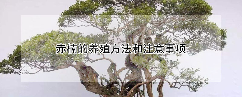 赤楠的养殖方法和注意事项 赤楠喜阴还是喜阳
