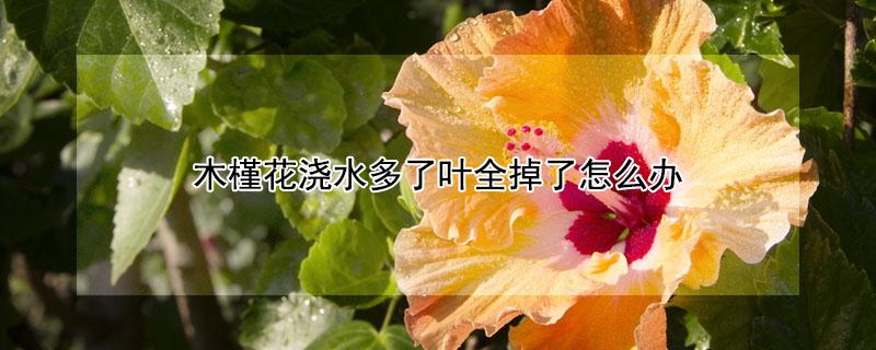 木槿花浇水多了叶全掉了怎么办（木槿 浇水）