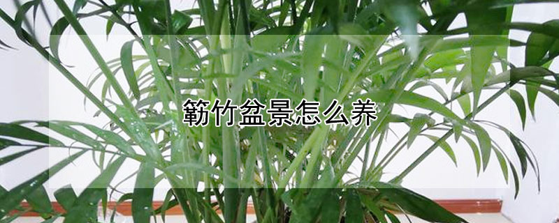 簕竹盆景怎么养 簕竹盆景养殖方法