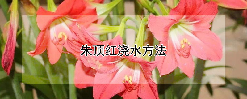 朱顶红浇水方法（朱顶红 水养）