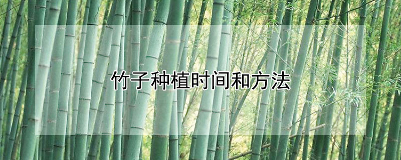 竹子种植时间和方法（竹子种植方法和注意事项）