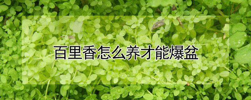 百里香怎么养才能爆盆（百里香怎么养才能爆盆快）