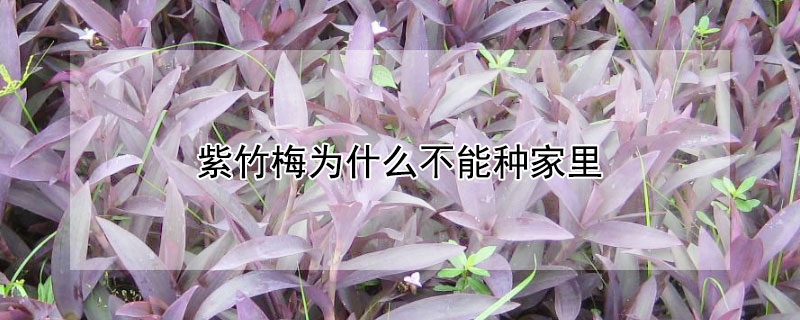 紫竹梅为什么不能种家里 紫竹梅吊兰的养殖方法和注意事项