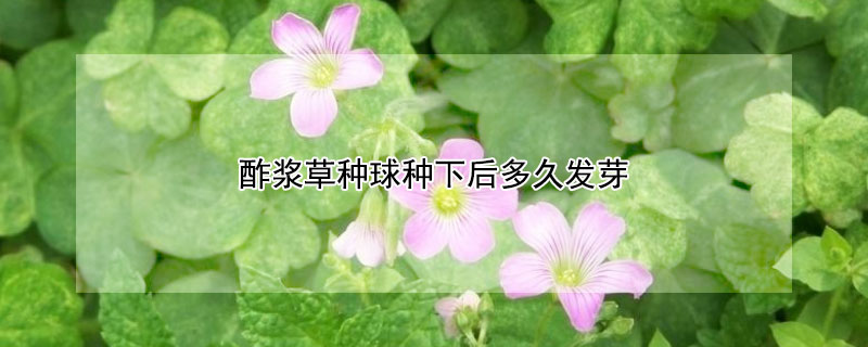 酢浆草种球种下后多久发芽（酢浆草种球多长时间发芽）