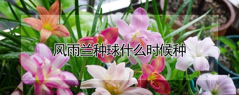 风雨兰种球什么时候种 风雨兰种球什么时候种植