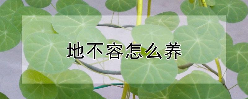 地不容怎么养（地不容怎么种）