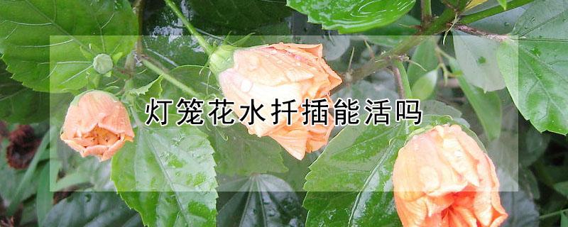 灯笼花水扦插能活吗 灯笼花的扦插方法和注意事项