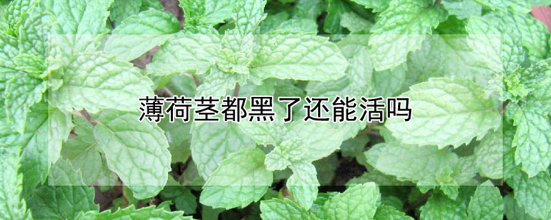 薄荷茎都黑了还能活吗 薄荷茎变黑是怎么回事