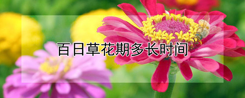 百日草花期多长时间 百日草花期多长时间能开花