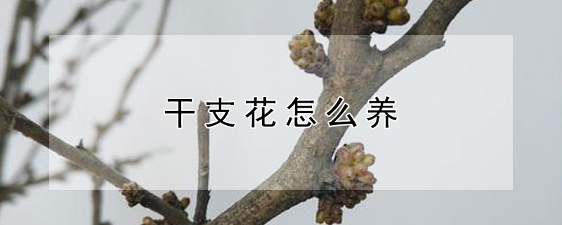 干支花怎么养（干支花是什么花啊）