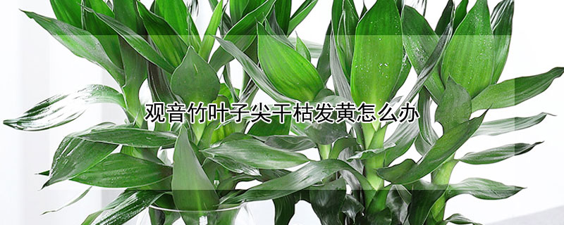 观音竹叶子尖干枯发黄怎么办 观音竹叶子发黄干枯是怎么回事