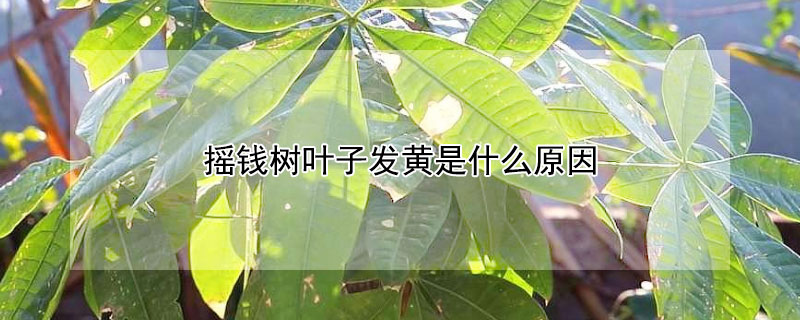 摇钱树叶子发黄是什么原因（摇钱树叶子发黄怎么办）