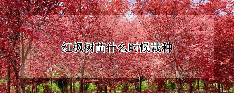红枫树苗什么时候栽种（买回来的红枫树苗怎么栽种）