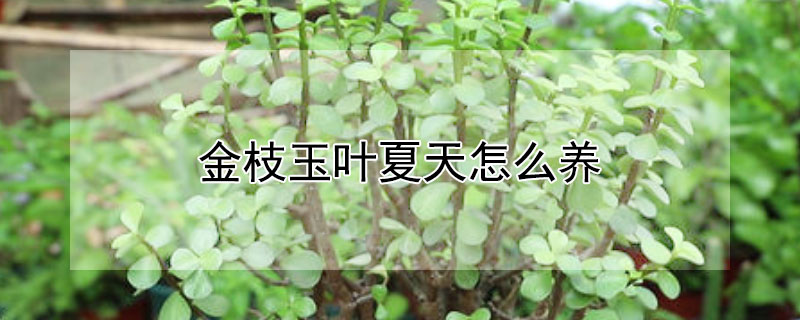 金枝玉叶夏天怎么养（金枝玉叶夏天怎么养?能施什么肥?）