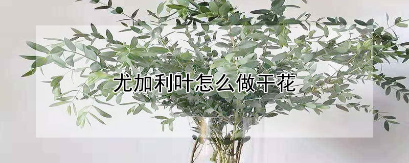尤加利叶怎么做干花 尤加利叶做干花还需要醒花吗