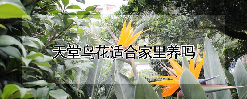 天堂鸟花适合家里养吗 天堂鸟花适合家里养吗?有毒