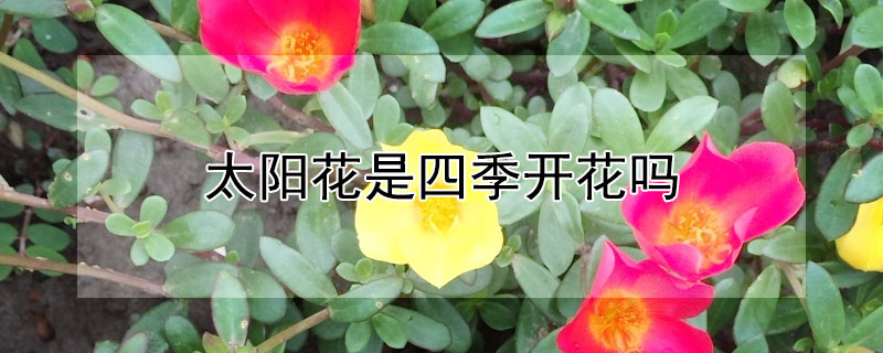 太阳花是四季开花吗 太阳花是四季开花吗还是常绿
