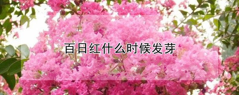 百日红什么时候发芽（百日红何时发芽）
