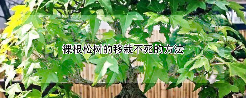 裸根松树的移栽不死的方法（裸根松树的移栽不死的方法 移栽多久成活）