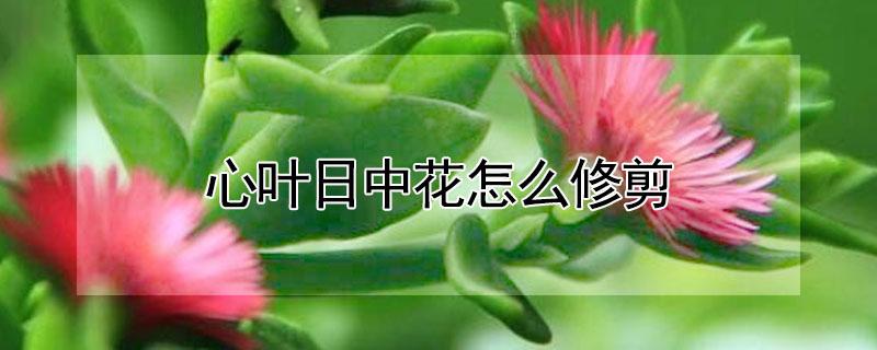 心叶日中花怎么修剪（心叶日中花修剪方法）
