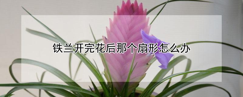 铁兰开完花后那个扇形怎么办（铁兰中间的扇子是花吗）