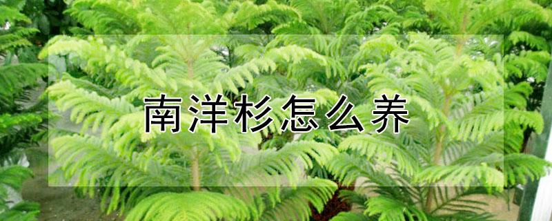 南洋杉怎么养（南洋杉怎么养小盆栽）