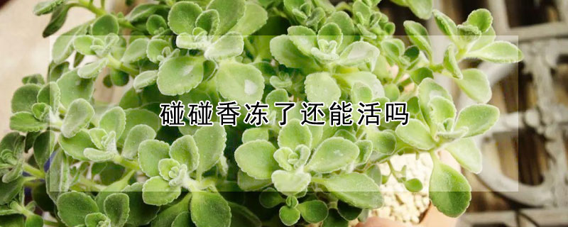 碰碰香冻了还能活吗（碰碰香冻了怎么办）