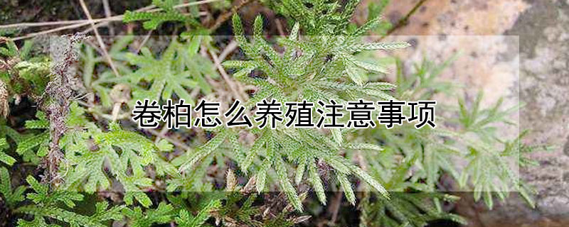 卷柏怎么养殖注意事项（为什么家里不能养卷柏）