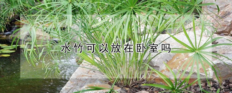水竹可以放在卧室吗（水竹是否可以在卧室内摆放?）