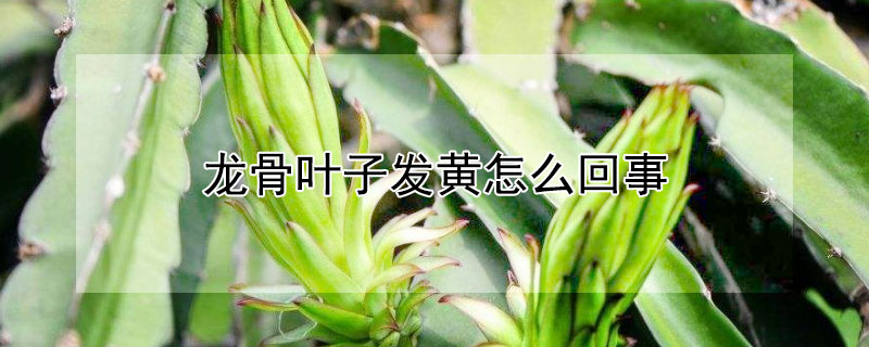 龙骨叶子发黄怎么回事（龙骨叶子发黄怎么回事啊）