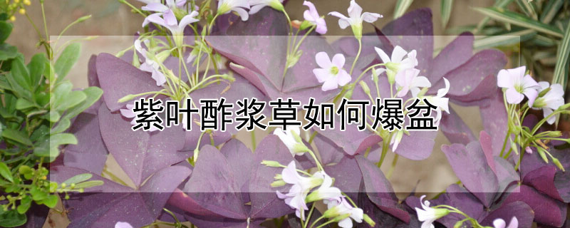 紫叶酢浆草如何爆盆（紫酢浆草的寿命是几年）