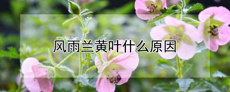 风雨兰黄叶什么原因（风雨兰叶子发黄怎么办）