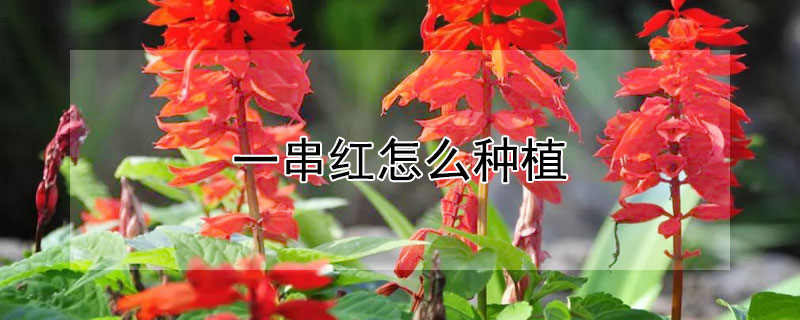 一串红怎么种植 一串红怎么种植方法