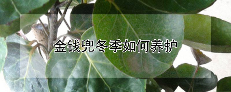 金钱兜冬季如何养护（金钱兜冬天可以浇水吗）