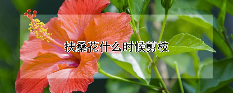 扶桑花什么时候剪枝（扶桑花什么时候剪枝啊）