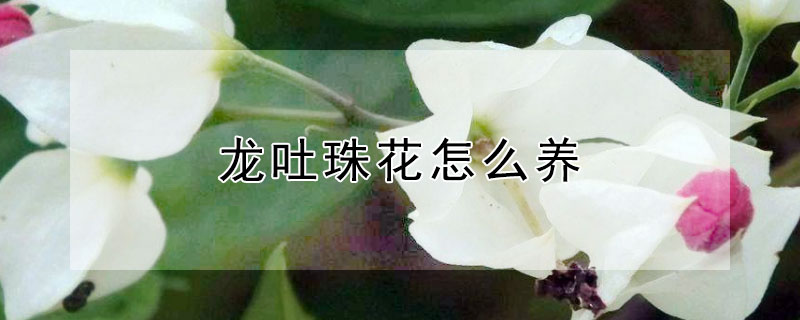 龙吐珠花怎么养（龙吐珠花怎么养好）