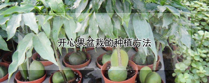 开心果盆栽的种植方法 开心果树盆栽怎么养