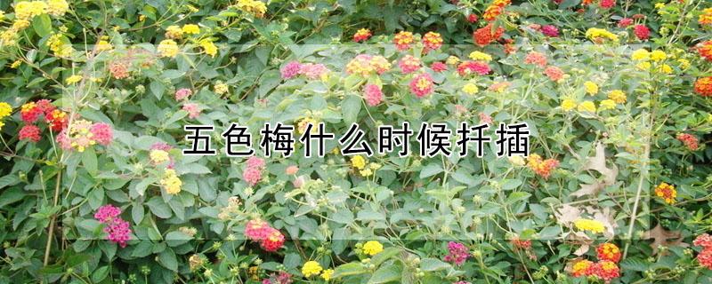 五色梅什么时候扦插（五色梅什么时候扦插怎样扦插）