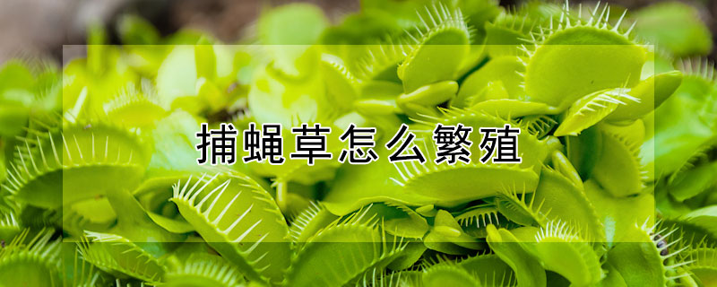 捕蝇草怎么繁殖（捕蝇草怎么繁殖的）