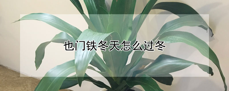 也门铁冬天怎么过冬 也门铁冬天怎么过冬,需要浇水吗