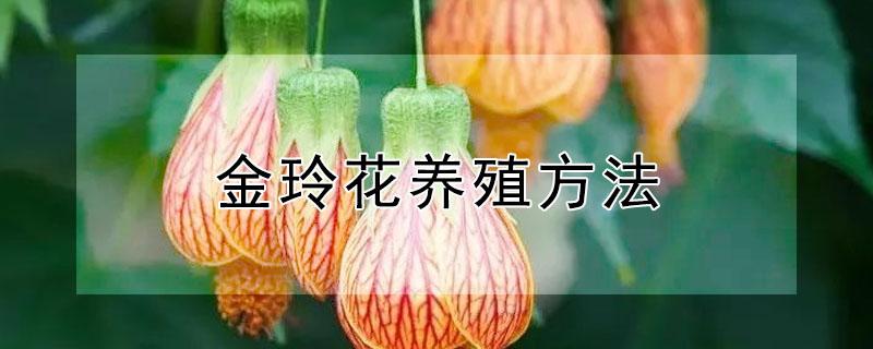 金玲花养殖方法 金铃花养殖方法