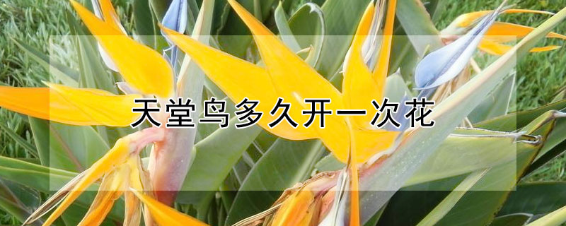 天堂鸟多久开一次花 天堂鸟多久会开花