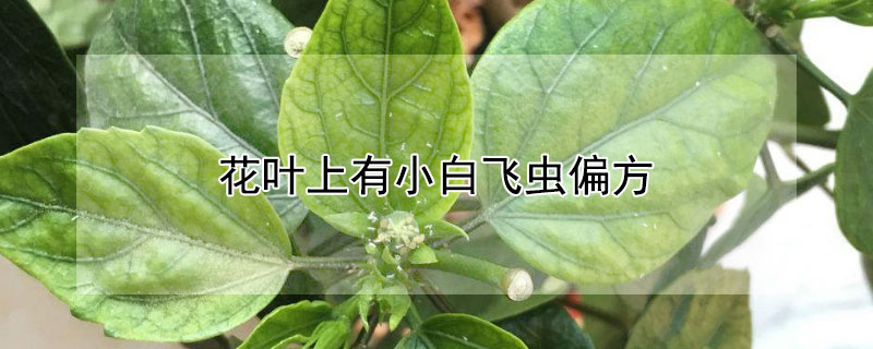 花叶上有小白飞虫偏方 花叶子上的小白飞虫怎么清除