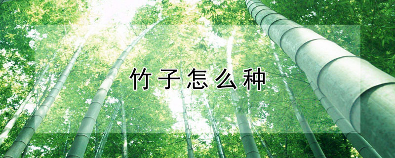 竹子怎么种 竹子怎么种植