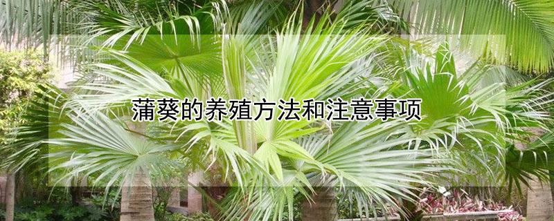 蒲葵的养殖方法和注意事项（蒲葵和棕榈的区别图片）